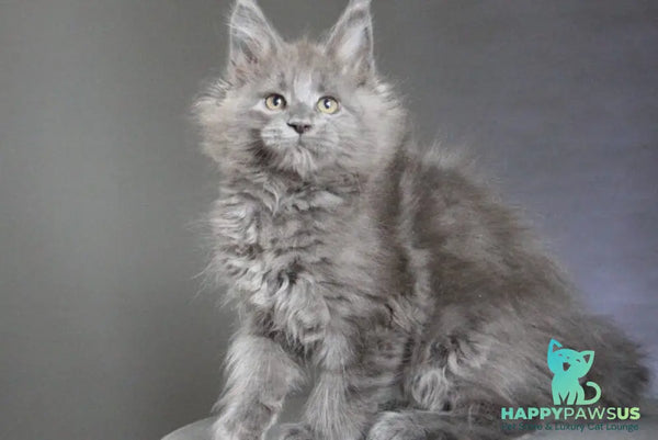 Cloudlet Maine Coon female blue - live animals