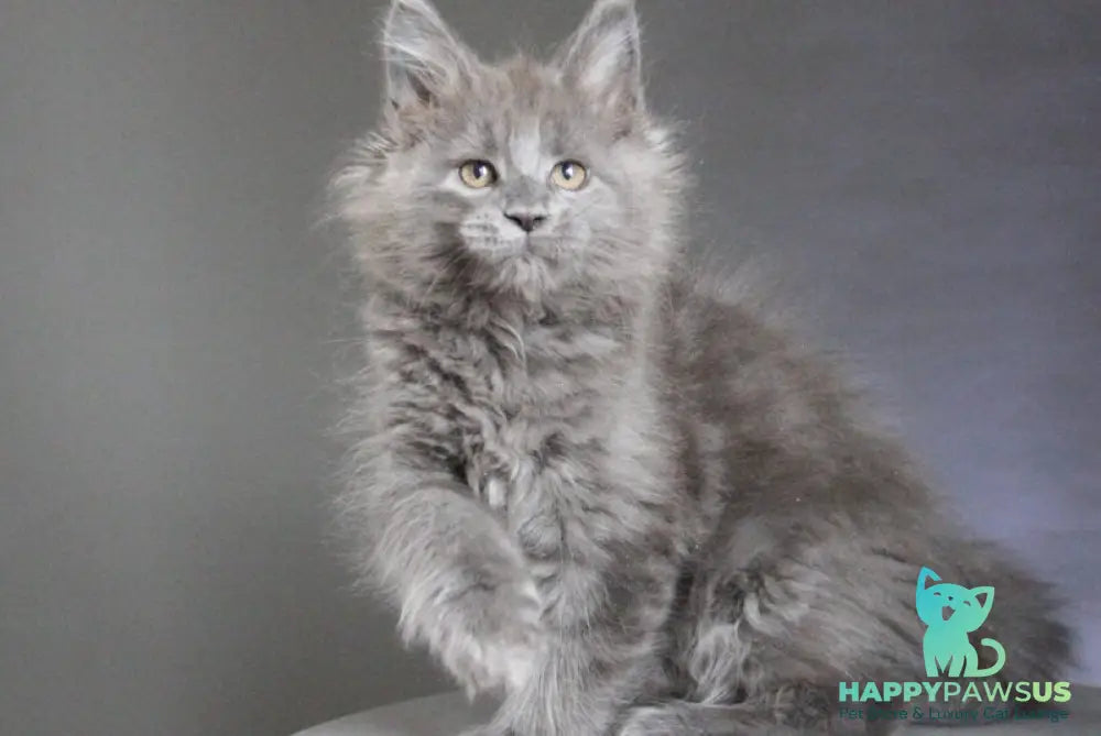 Cloudlet Maine Coon female blue - live animals