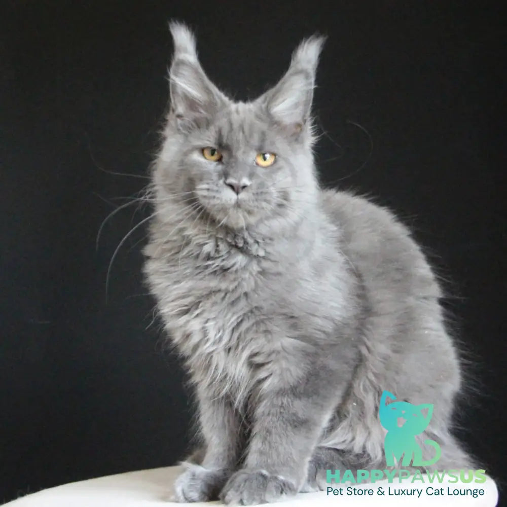 Cloudlet Maine Coon female blue - live animals