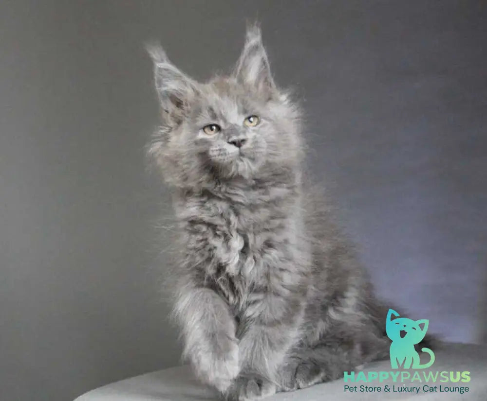 Cloudlet Maine Coon female blue - live animals