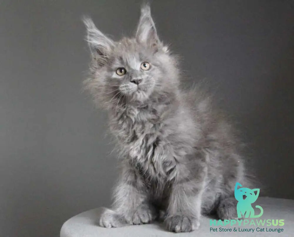 Cloudlet Maine Coon female blue - live animals