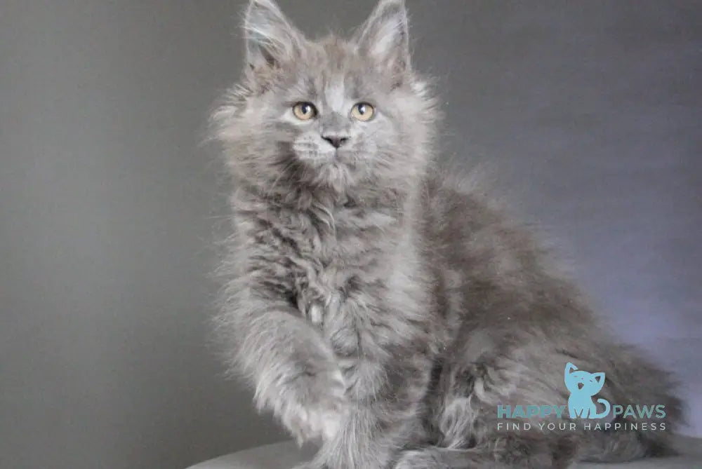 Cloudlet Maine Coon female blue - live animals