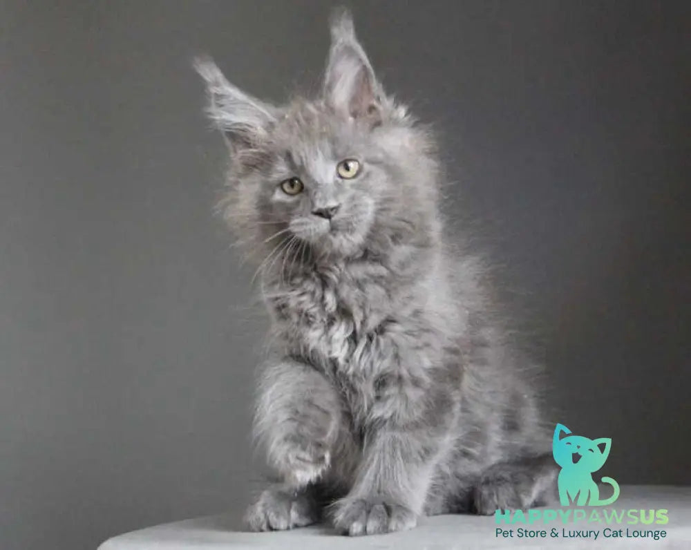 Cloudlet Maine Coon female blue - live animals