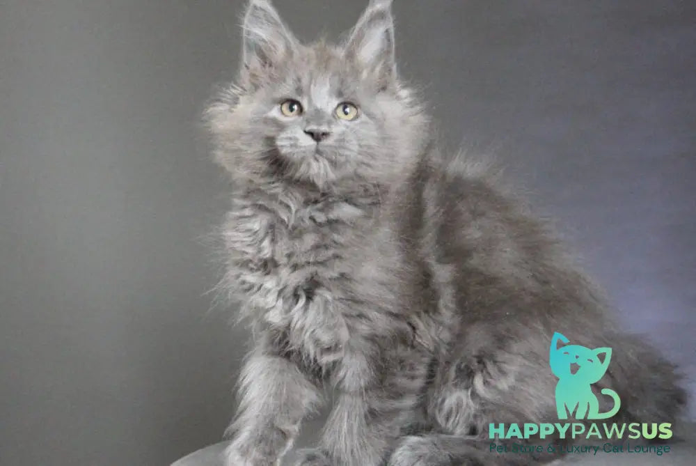 Cloudlet Maine Coon female blue - live animals
