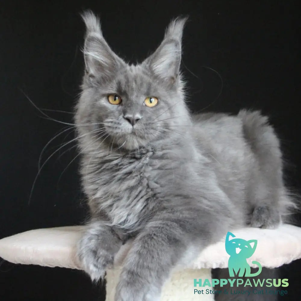 Cloudlet Maine Coon female blue - live animals