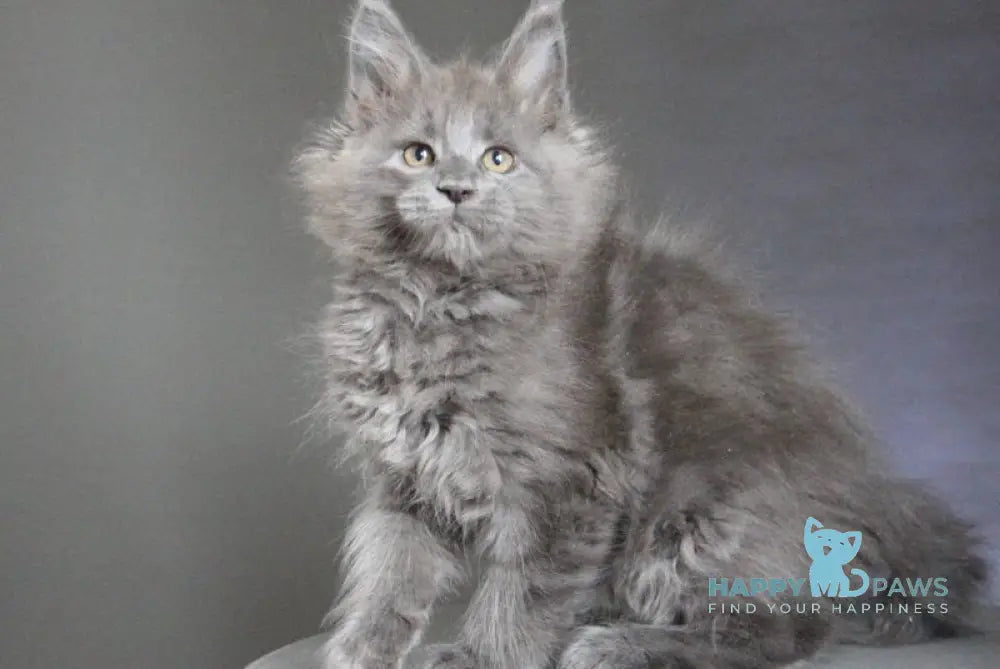 Cloudlet Maine Coon female blue - live animals