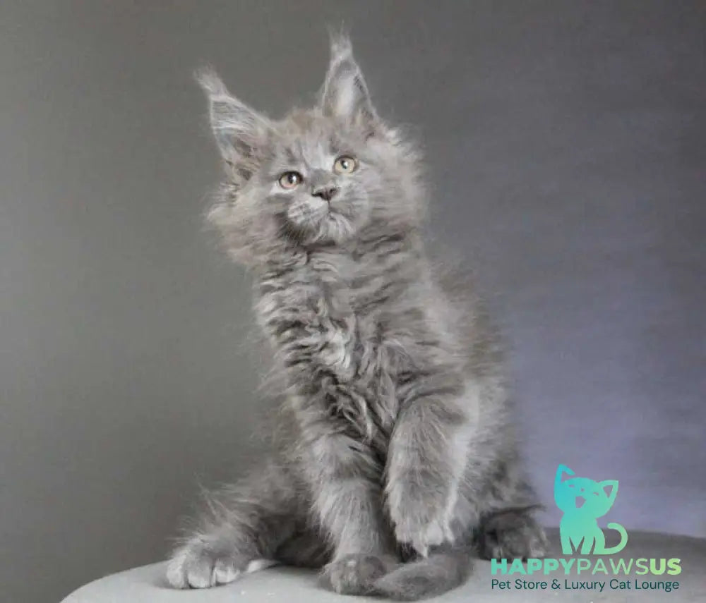 Cloudlet Maine Coon female blue - live animals