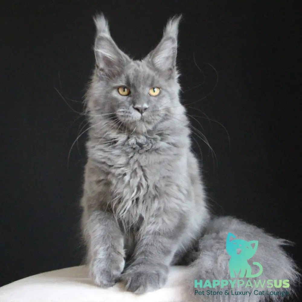 Cloudlet Maine Coon female blue - live animals