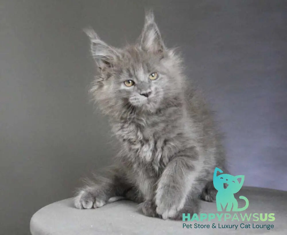 Cloudlet Maine Coon female blue - live animals