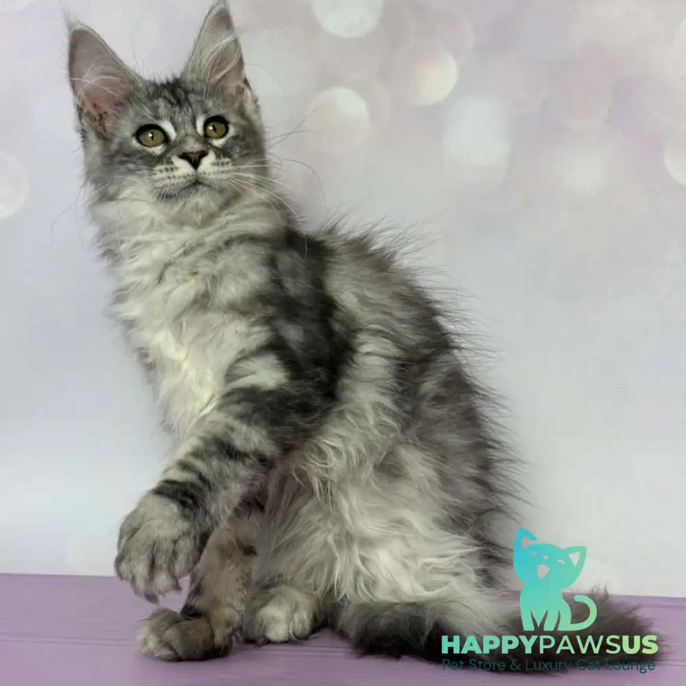 Clover Maine Coon female black silver tabby - live animals