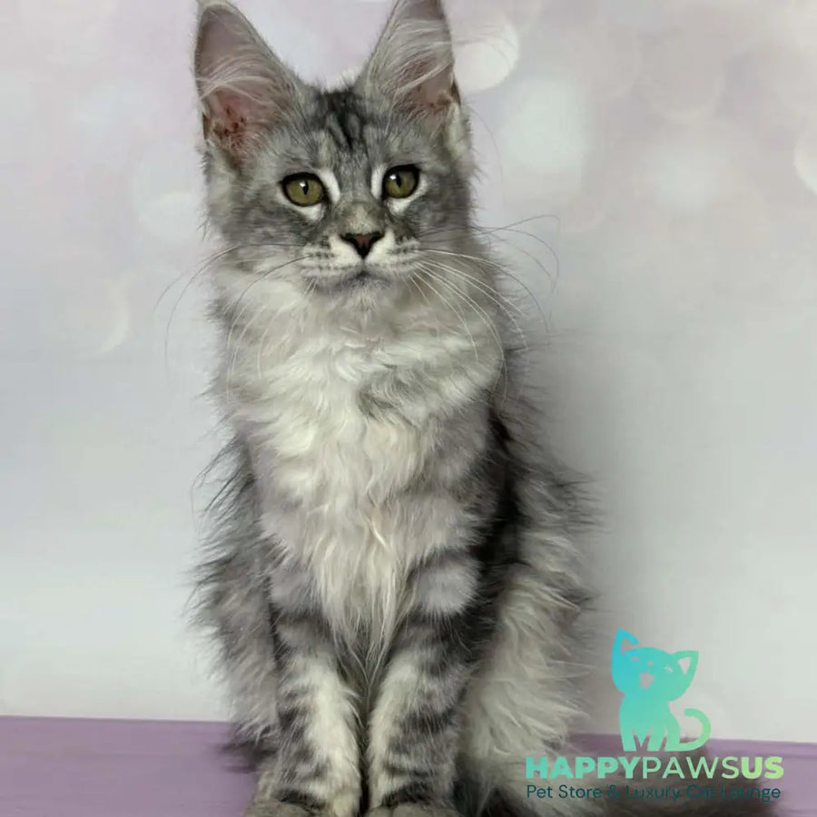 Clover Maine Coon female black silver tabby - live animals