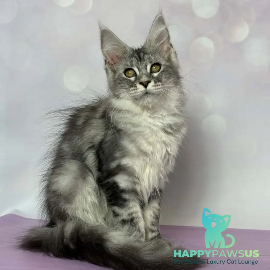 Clover Maine Coon female black silver tabby - live animals