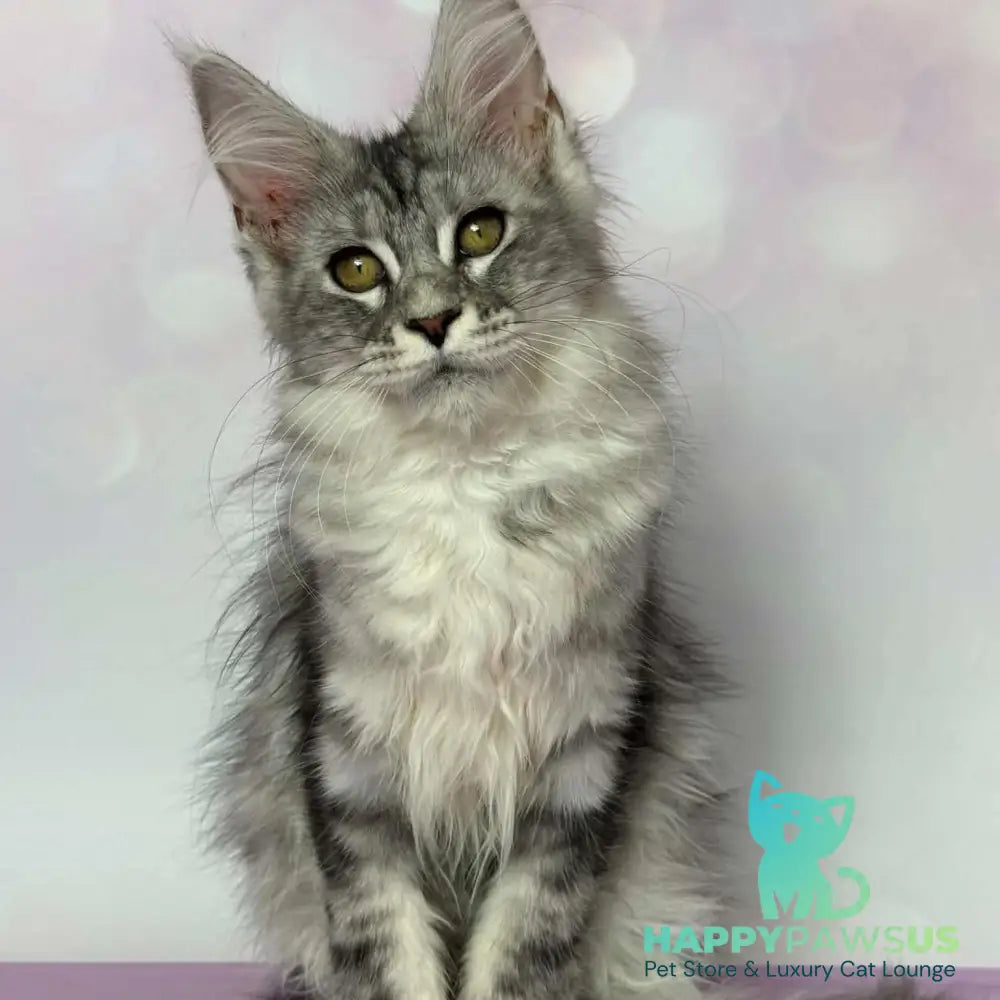 Clover Maine Coon female black silver tabby - live animals