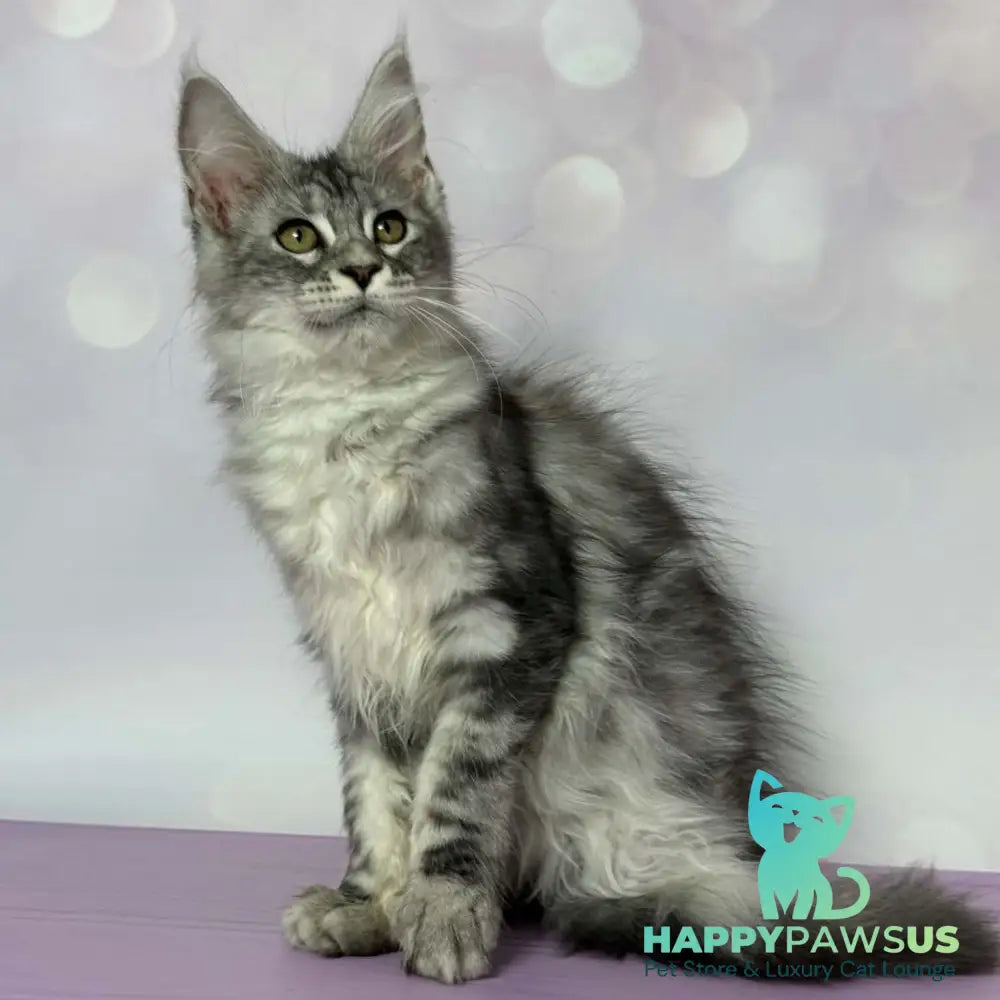 Clover Maine Coon female black silver tabby - live animals
