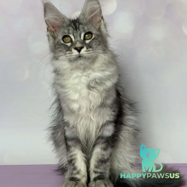 Clover Maine Coon female black silver tabby - live animals
