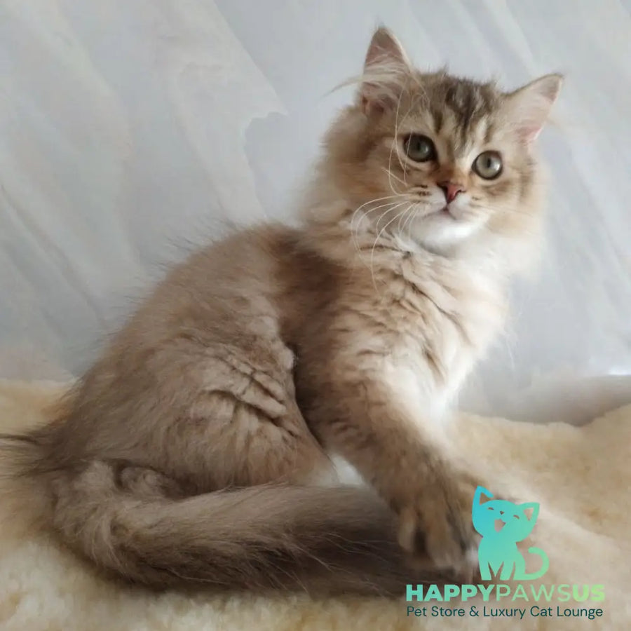 Clyde Scottish Straight male chocolate golden ticked tabby - live animals