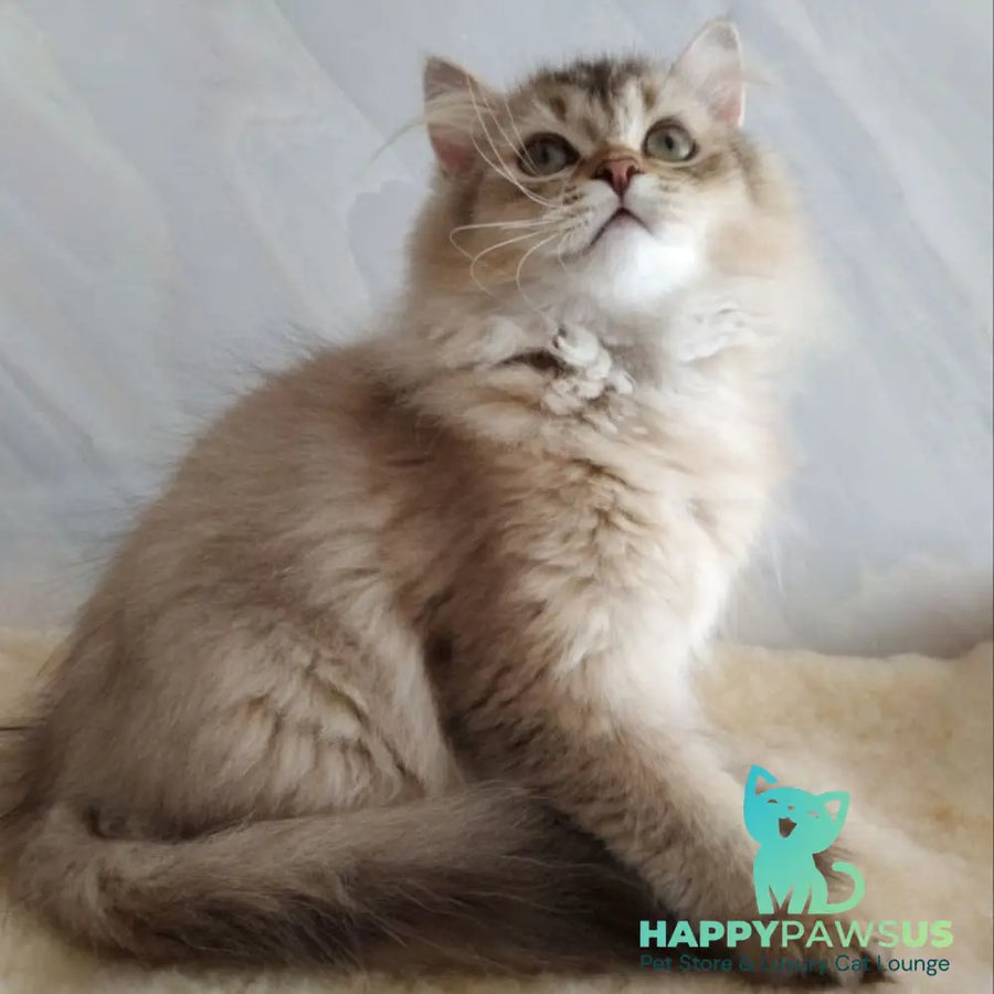 Clyde Scottish Straight male chocolate golden ticked tabby - live animals