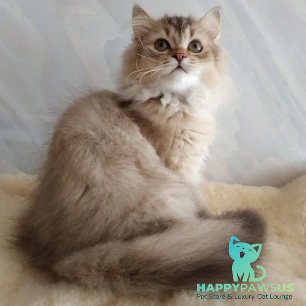 Clyde Scottish Straight male chocolate golden ticked tabby - live animals