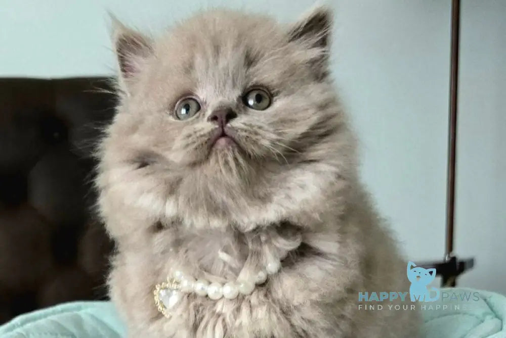 Clyde Scottish Straight male lilac live animals