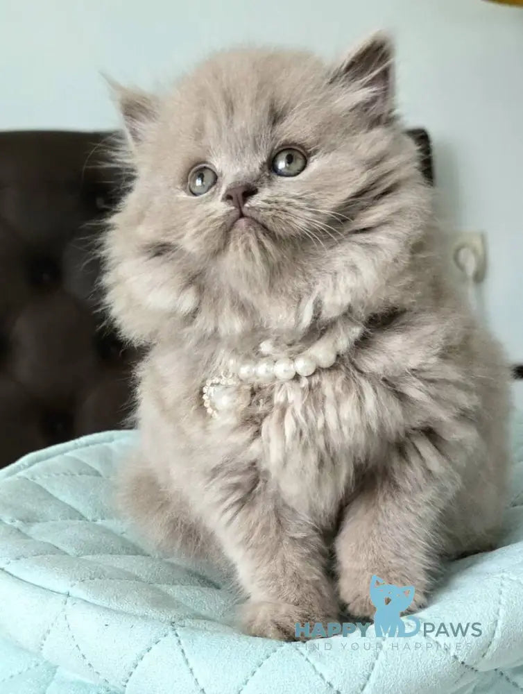 Clyde Scottish Straight male lilac live animals