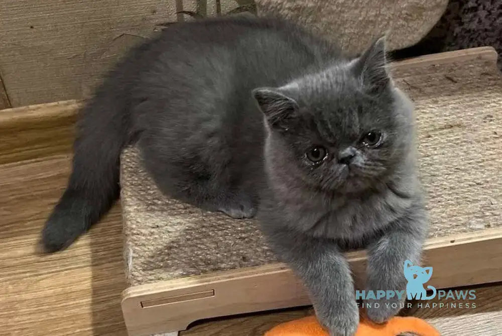 Cobalt Exotic male blue live animals