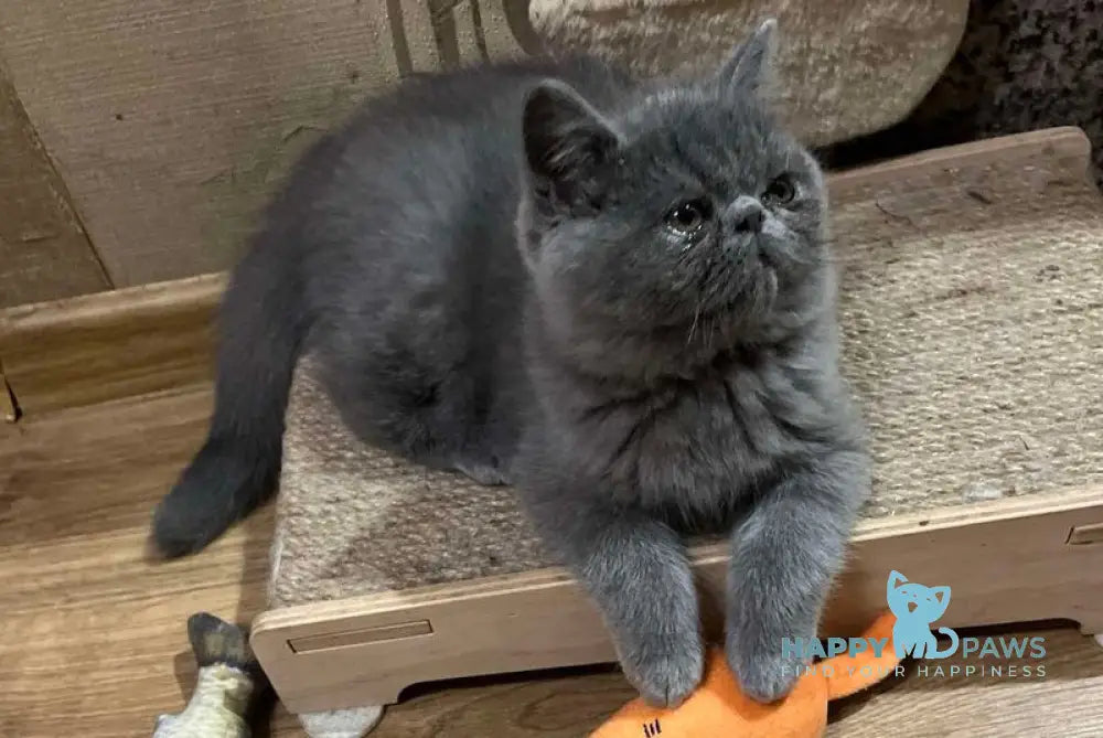 Cobalt Exotic male blue live animals