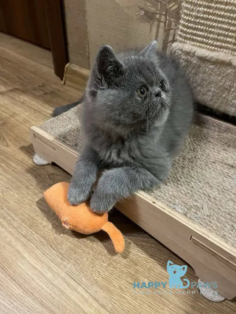 Cobalt Exotic male blue live animals