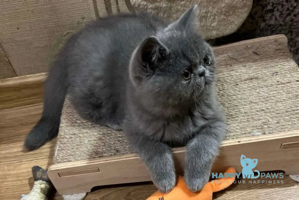 Cobalt Exotic male blue live animals