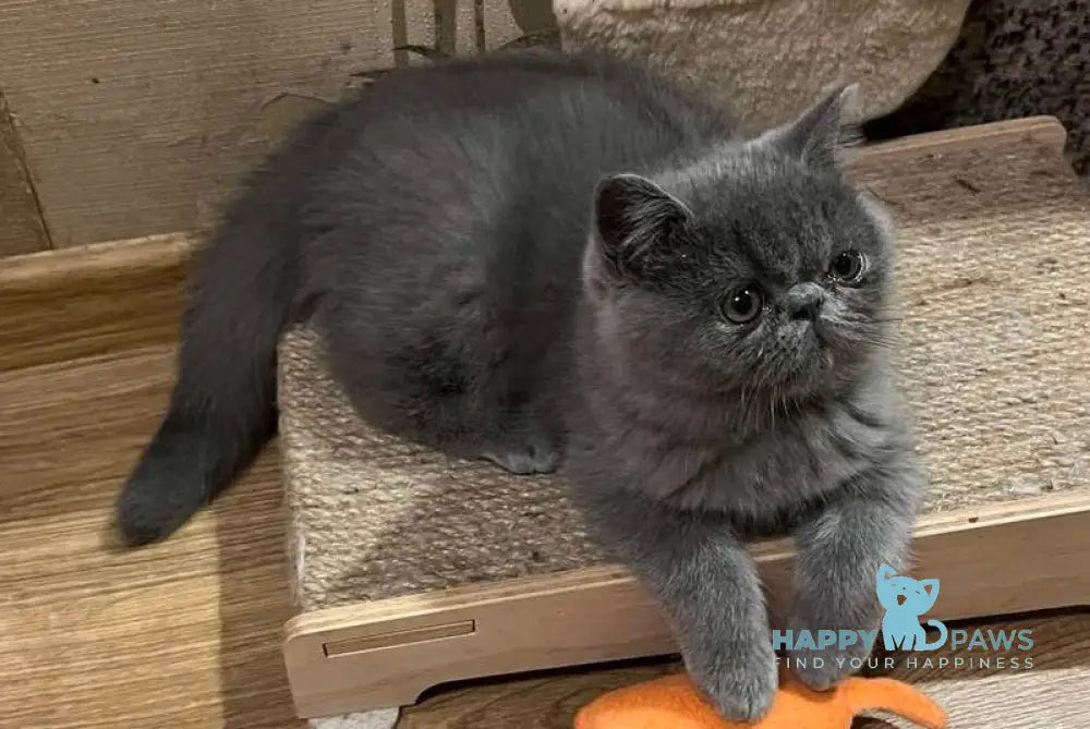 Cobalt Exotic male blue live animals