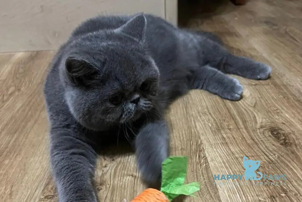 Cobalt Exotic male blue live animals