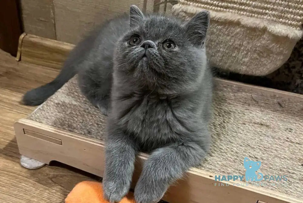 Cobalt Exotic male blue live animals