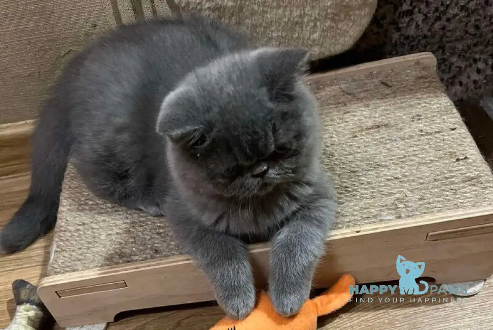 Cobalt Exotic male blue live animals