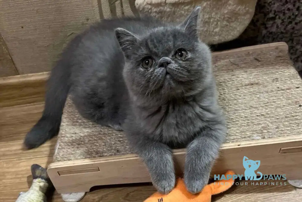 Cobalt Exotic male blue live animals