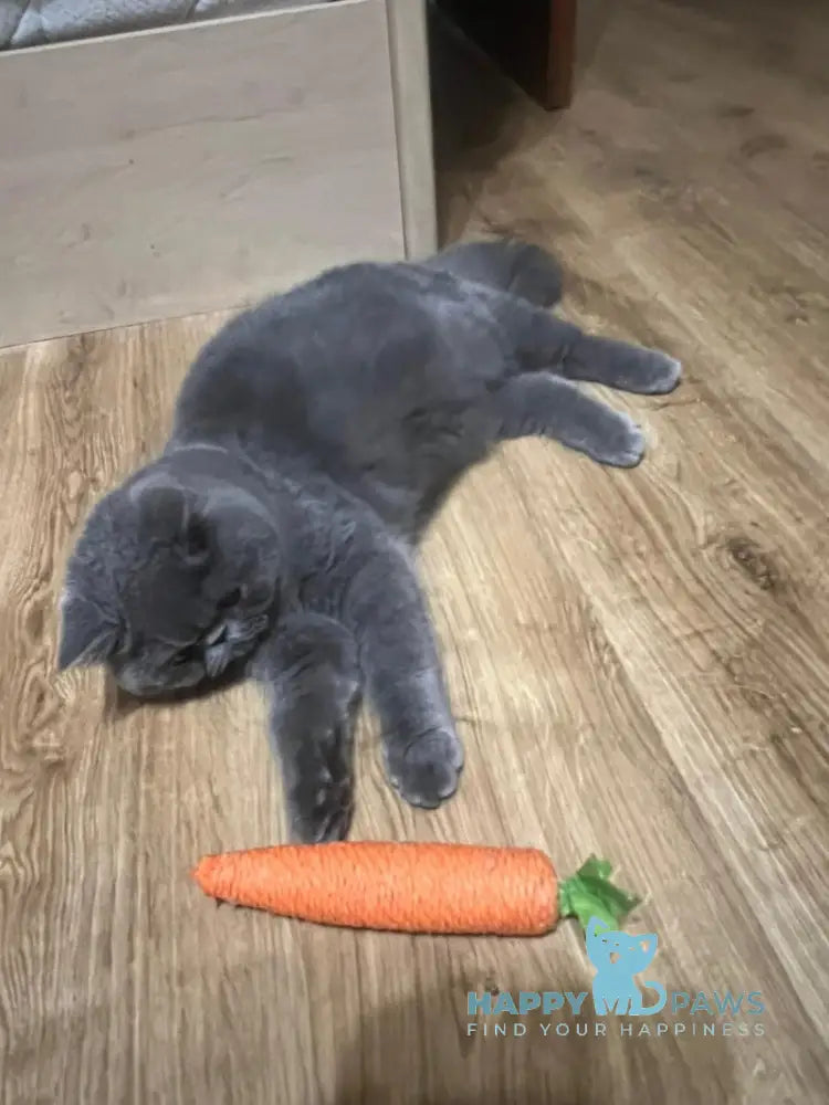 Cobalt Exotic male blue live animals