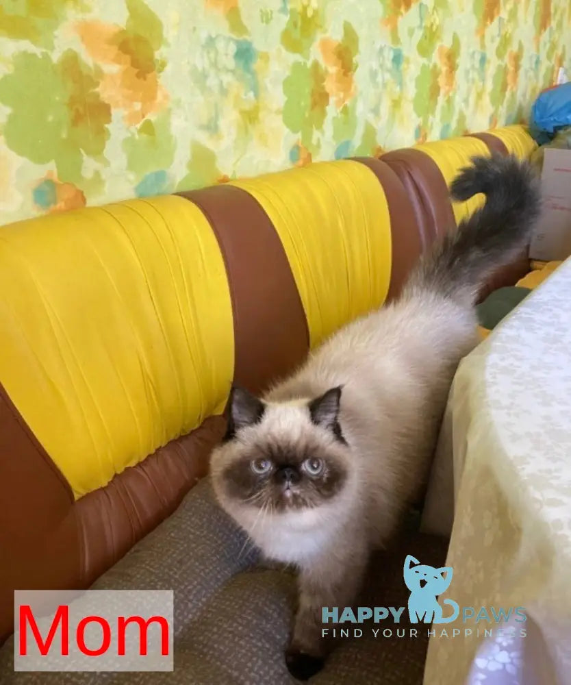 Cobalt Exotic male blue live animals