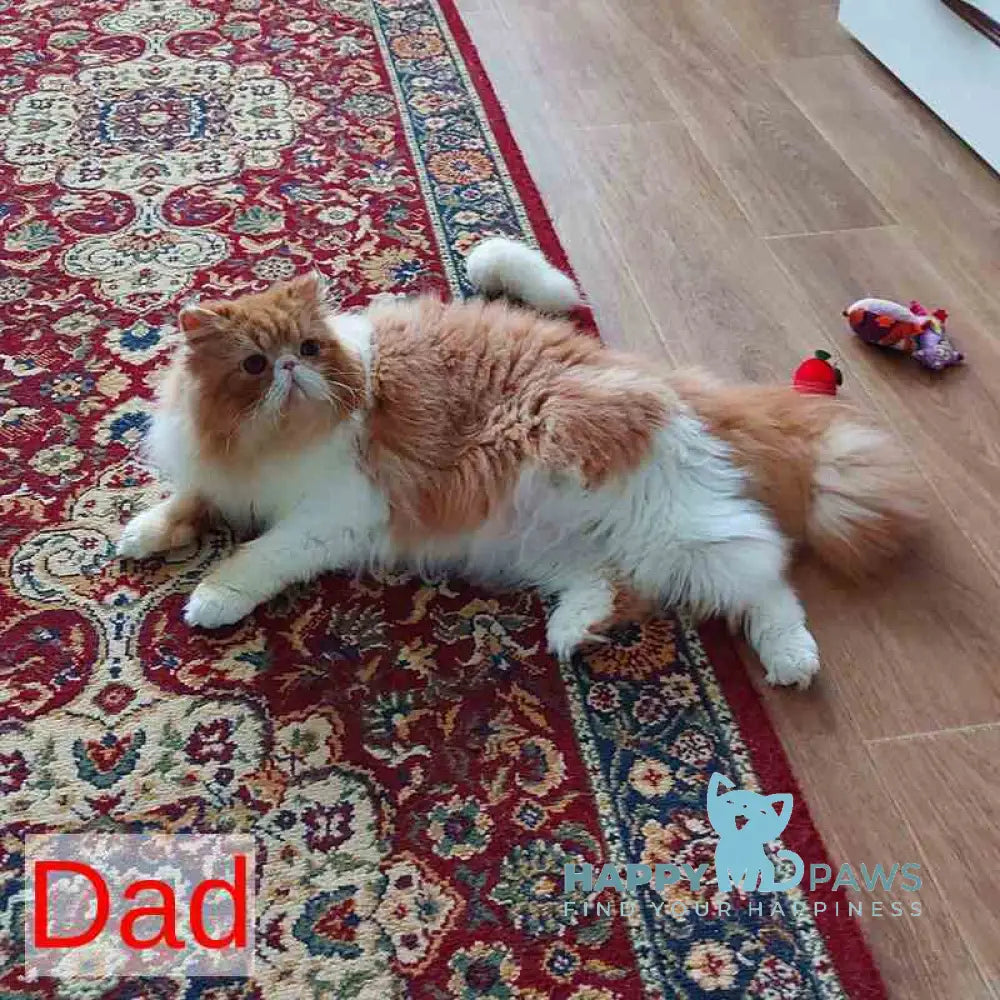 Cobalt Exotic male blue live animals