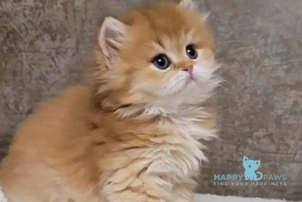 Coca-Cola British Longhair female chocolate golden shaded live animals