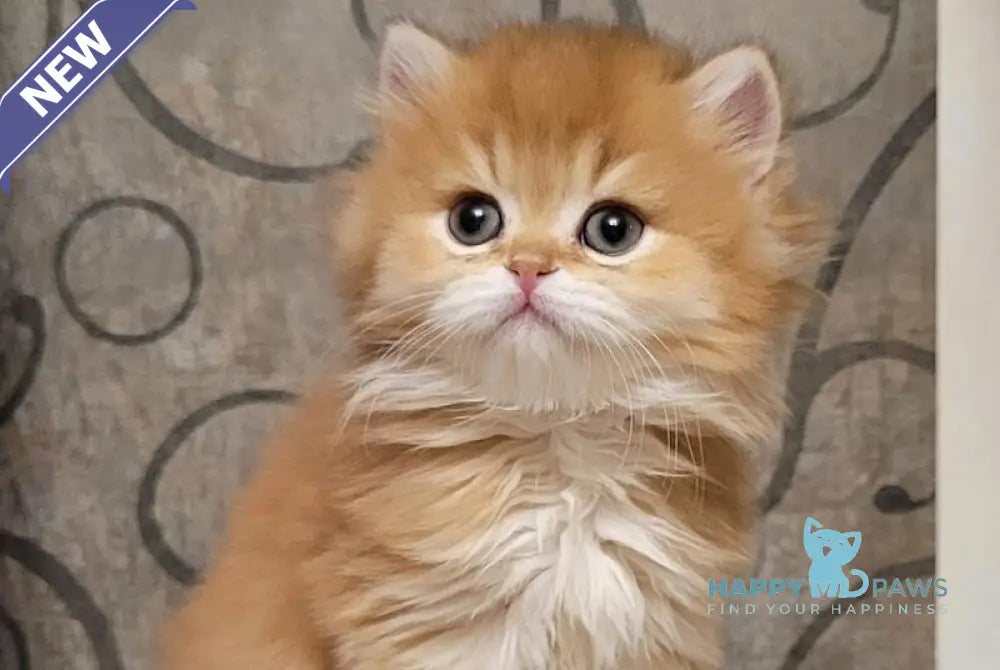 Coca-Cola British Longhair female chocolate golden shaded live animals