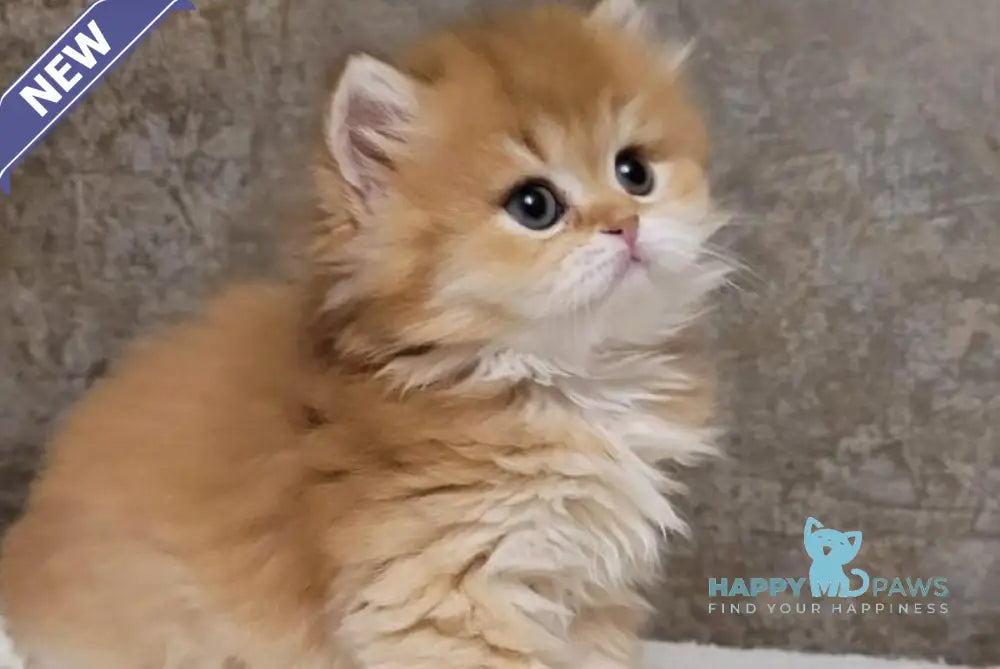 Coca-Cola British Longhair female chocolate golden shaded live animals