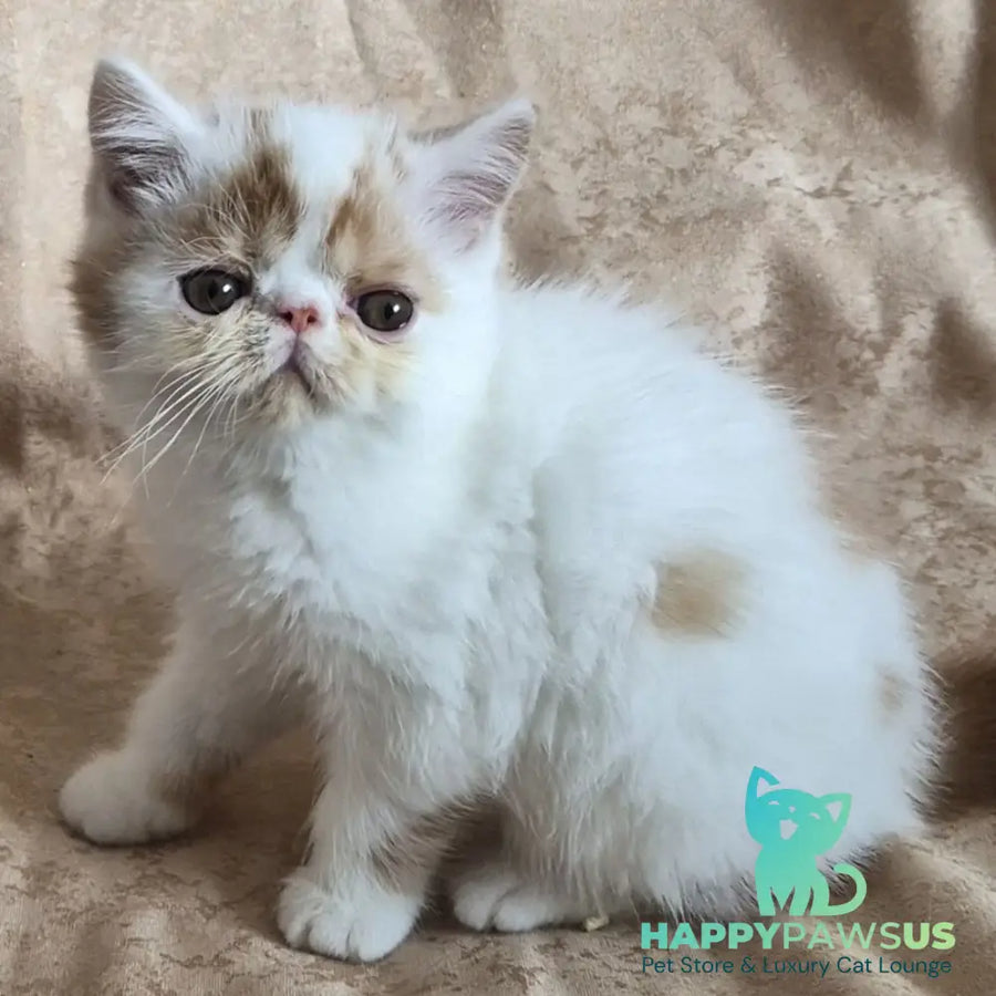 Cocco Exotic male red spotted tabby van - live animals