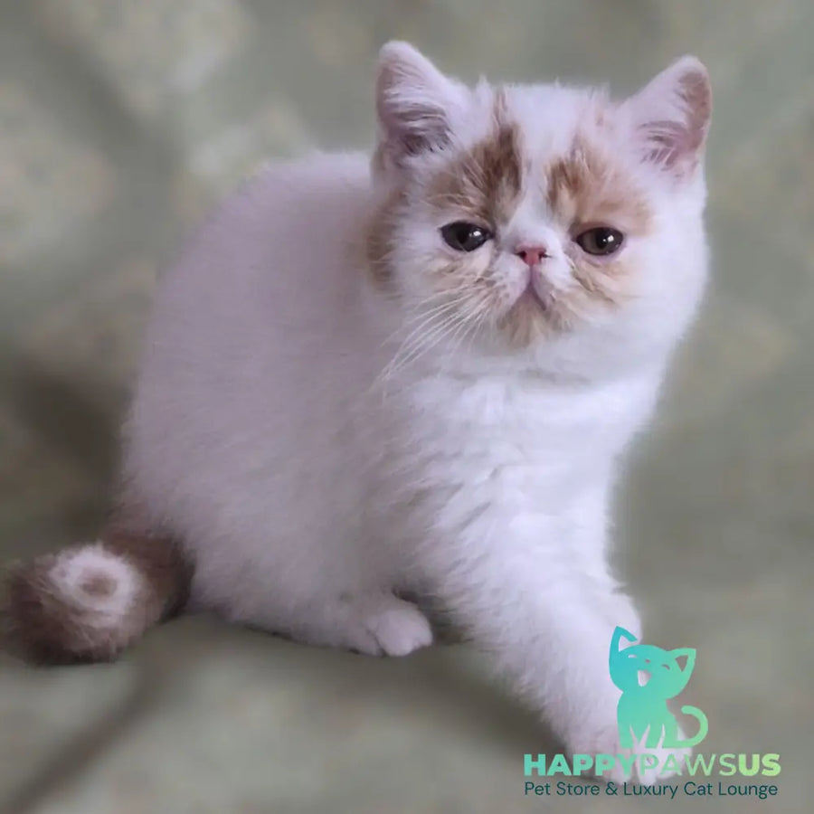 Cocco Exotic male red spotted tabby van - live animals