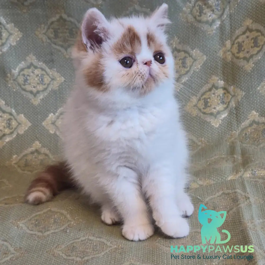 Cocco Exotic male red spotted tabby van - live animals