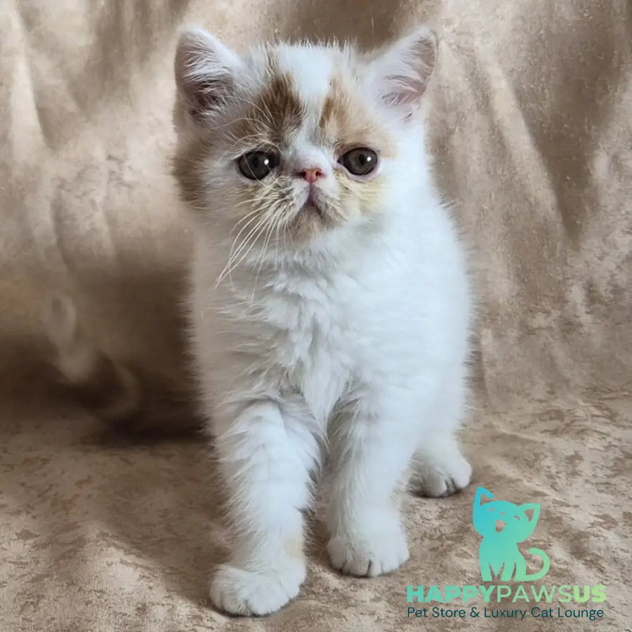 Cocco Exotic male red spotted tabby van - live animals