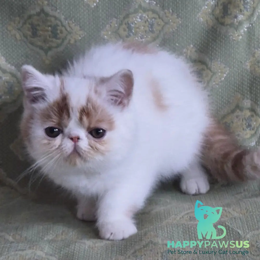 Cocco Exotic male red spotted tabby van - live animals
