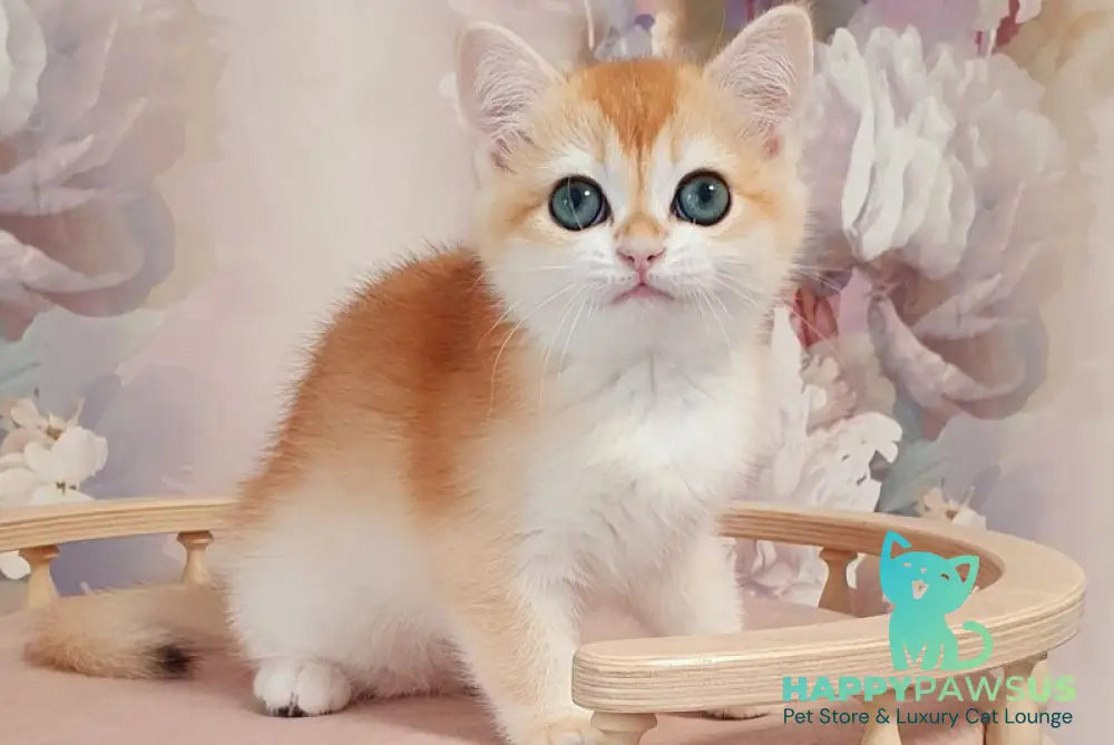 Coco British Shorthair female black golden chinchilla - live animals