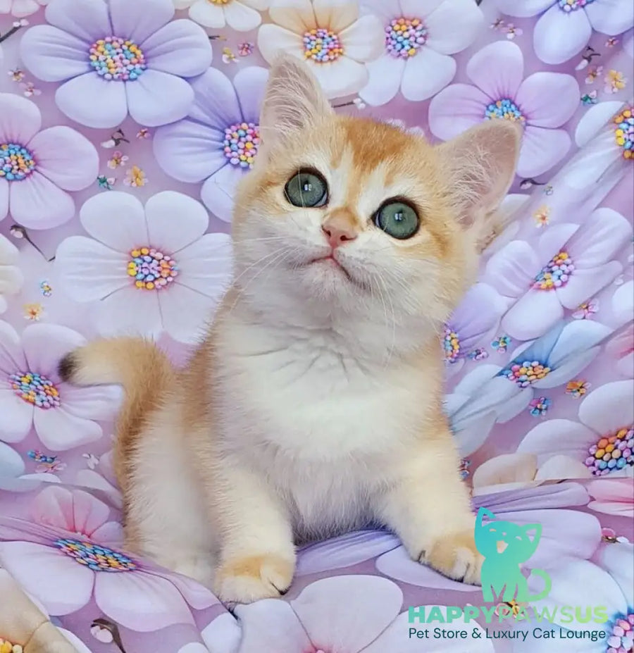 Coco British Shorthair female black golden chinchilla - live animals
