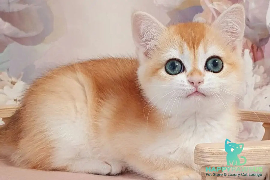 Coco British Shorthair female black golden chinchilla - live animals