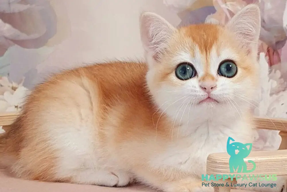 Coco British Shorthair female black golden chinchilla - live animals