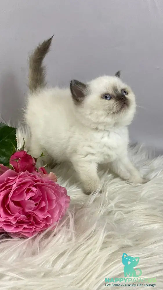 Coco British Shorthair female chocolate pointed - live animals