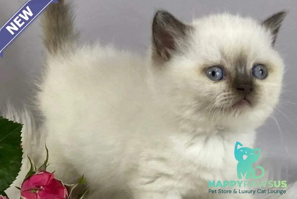 Coco British Shorthair female chocolate pointed - live animals